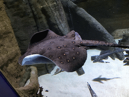 Stingray and other fish at the Aquarium of the Antwerp Zoo