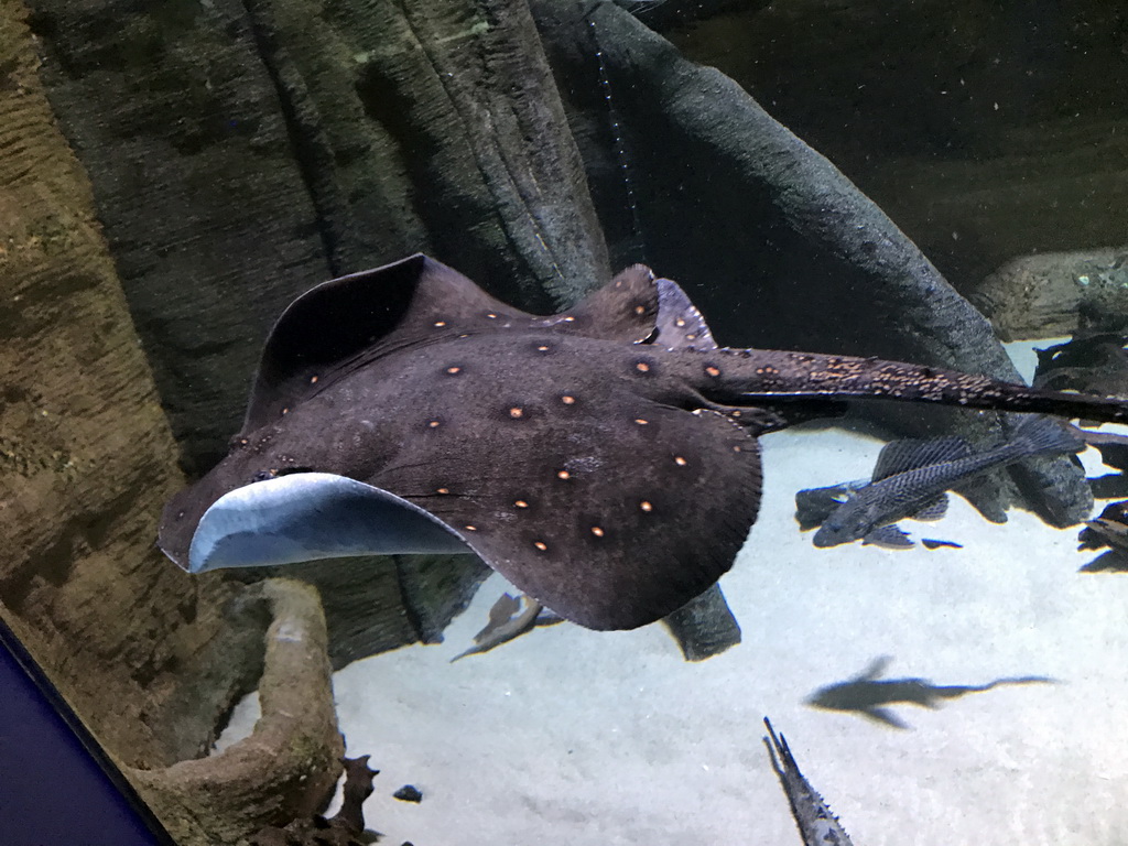 Stingray and other fish at the Aquarium of the Antwerp Zoo