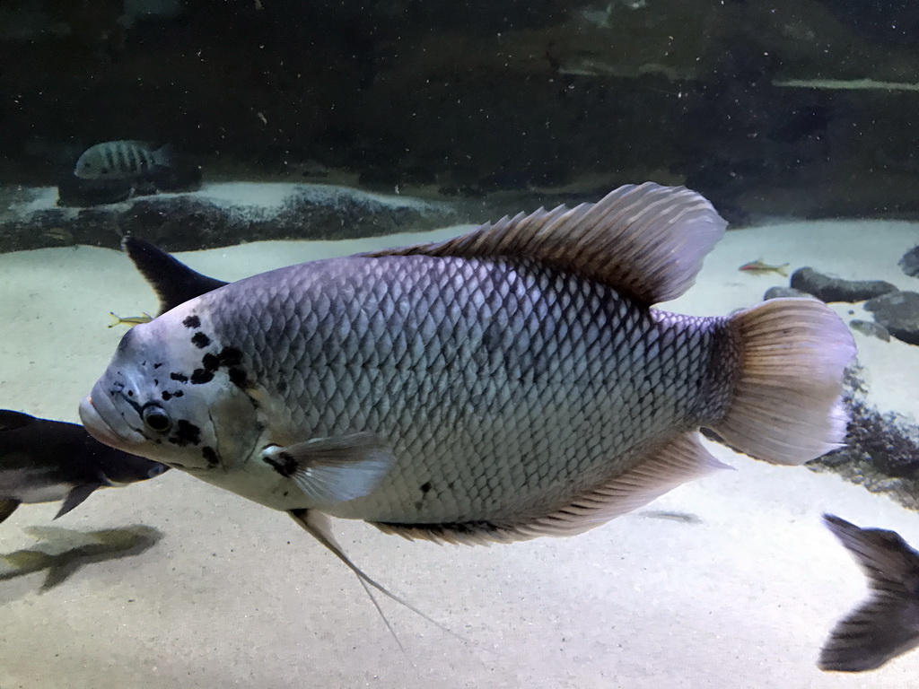 Fish at the Aquarium of the Antwerp Zoo