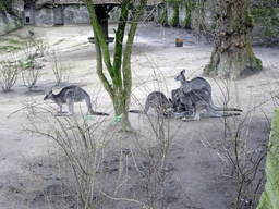Eastern Grey Kangaroos at the Antwerp Zoo