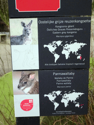 Explanation on the Eastern Grey Kangaroo and the Parma Wallaby at the Antwerp Zoo