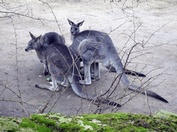 Eastern Grey Kangaroos at the Antwerp Zoo