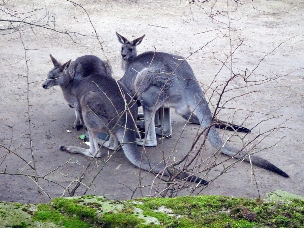 Eastern Grey Kangaroos at the Antwerp Zoo