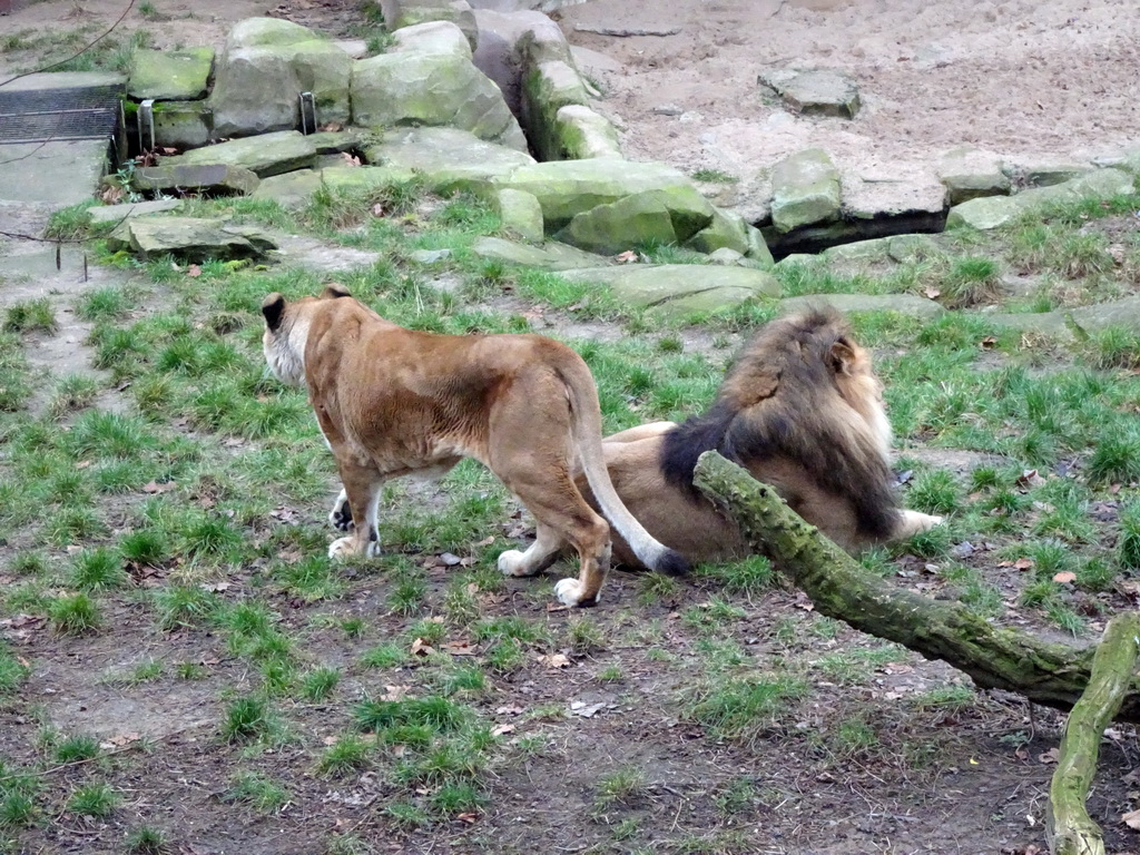 Lions at the Antwerp Zoo