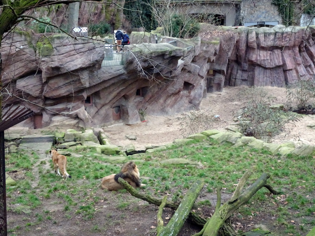Lions at the Antwerp Zoo