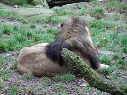 Lion at the Antwerp Zoo