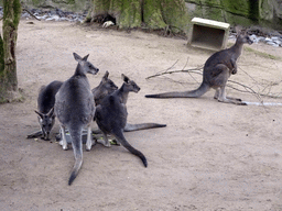 Eastern Grey Kangaroos at the Antwerp Zoo