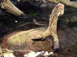 Chinese Crocodile Lizard in the Reptile House at the Antwerp Zoo