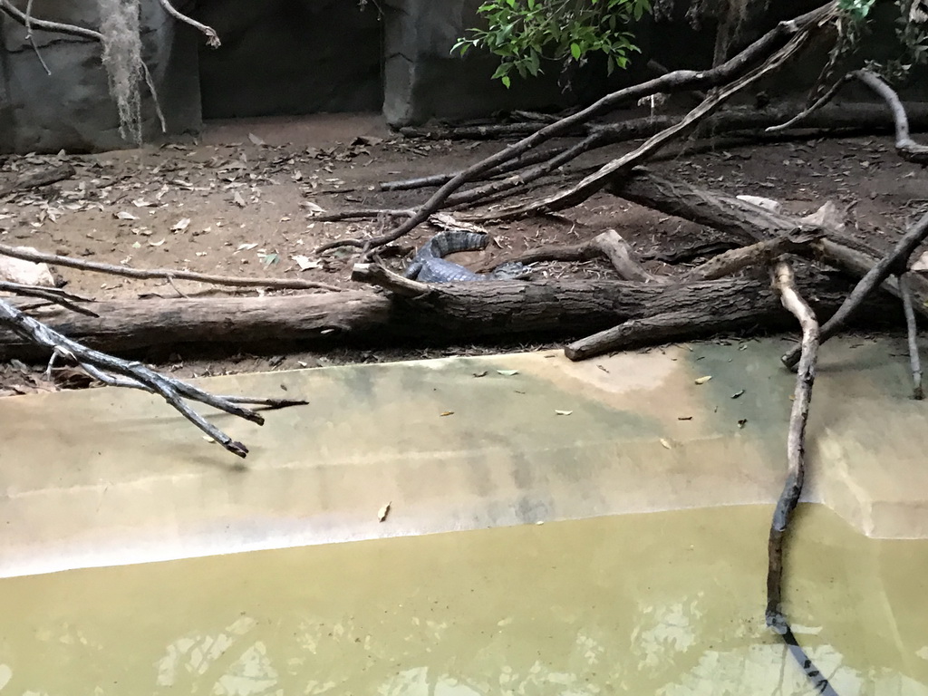 Spectacled Caiman in the Reptile House at the Antwerp Zoo