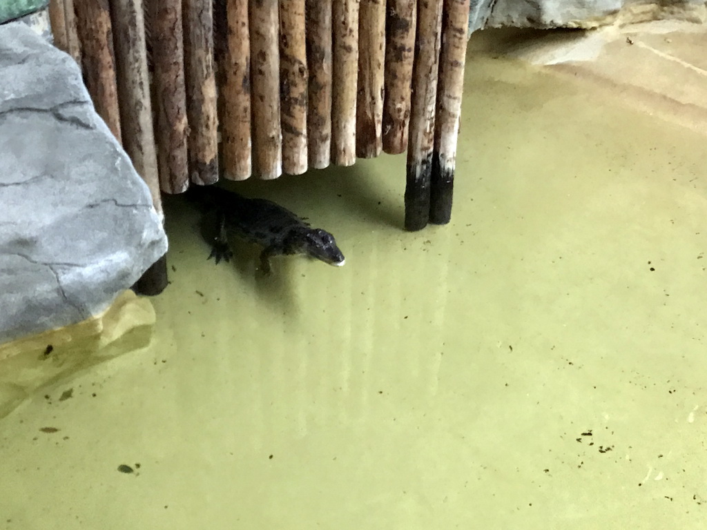 Spectacled Caiman in the Reptile House at the Antwerp Zoo