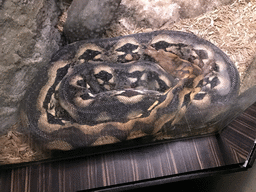 Snake in the Reptile House at the Antwerp Zoo