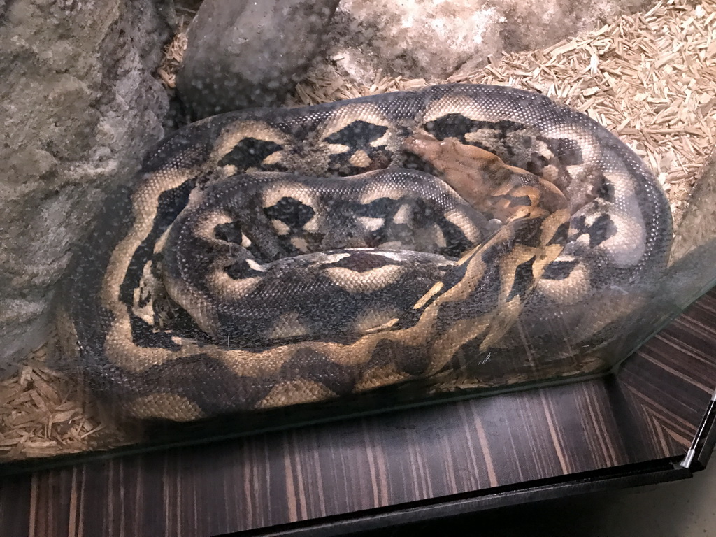 Snake in the Reptile House at the Antwerp Zoo