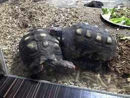 Turtles in the Reptile House at the Antwerp Zoo