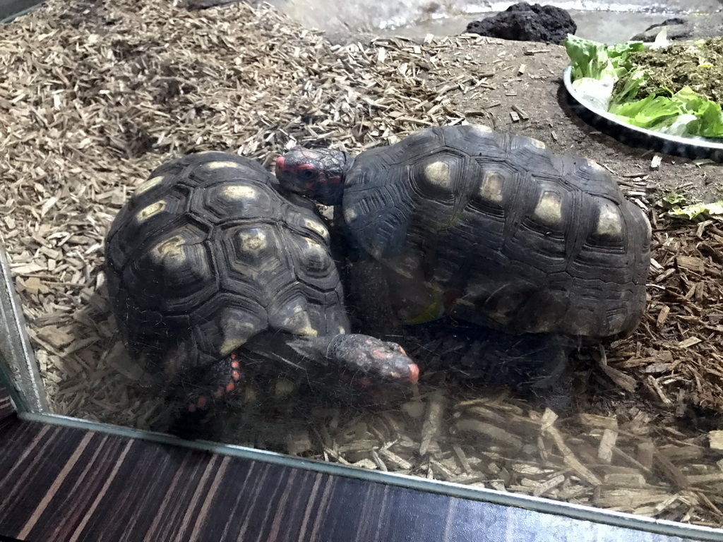 Turtles in the Reptile House at the Antwerp Zoo