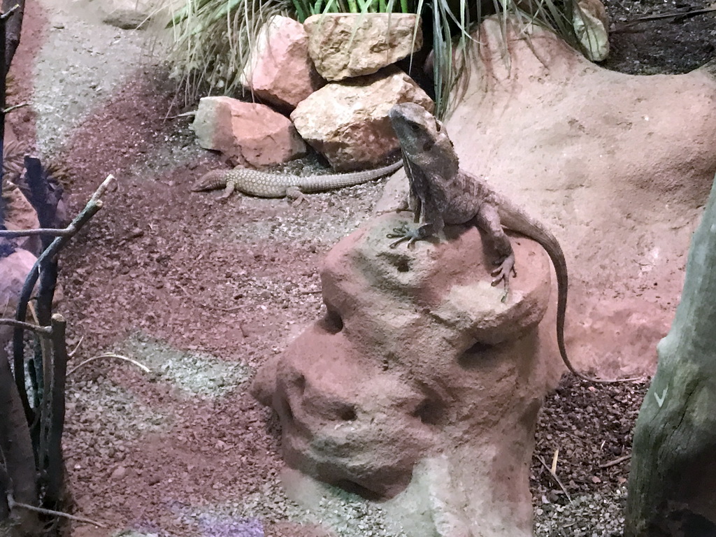 Common Chuckwalla and Desert Iguana in the Reptile House at the Antwerp Zoo