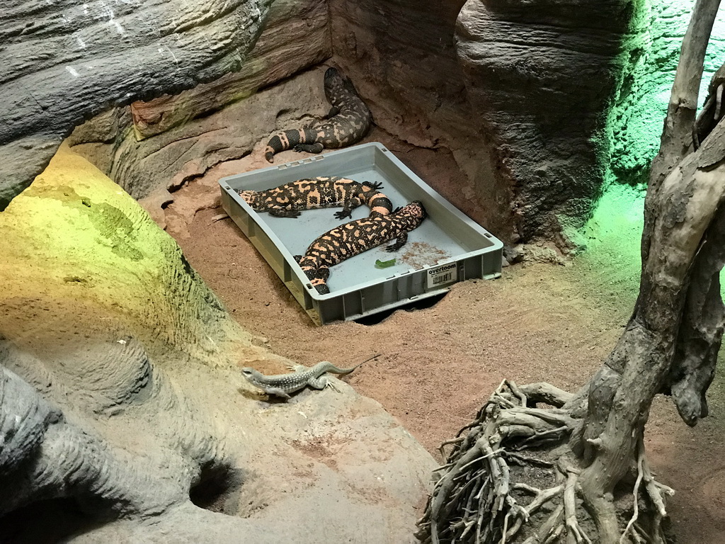 Gila Monsters and Desert Iguana in the Reptile House at the Antwerp Zoo