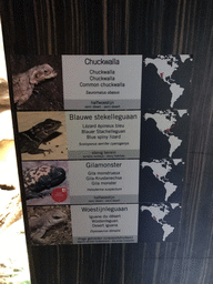 Explanation on the Common Chuckwalla, Blue Spiny Lizard, Gila Monster and Desert Iguana in the Reptile House at the Antwerp Zoo