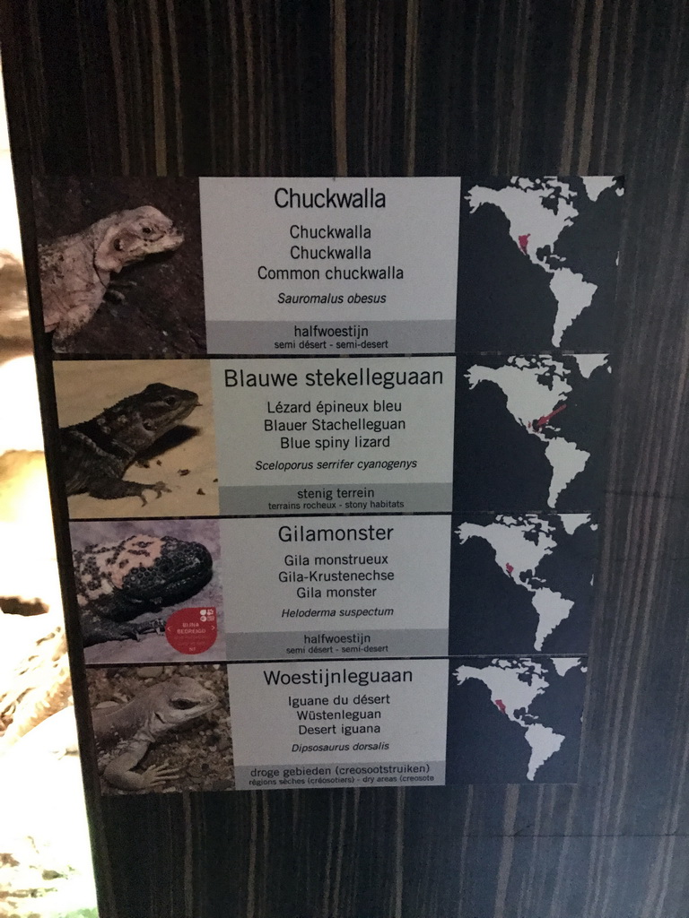 Explanation on the Common Chuckwalla, Blue Spiny Lizard, Gila Monster and Desert Iguana in the Reptile House at the Antwerp Zoo