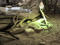 Komodo Dragon in the Reptile House at the Antwerp Zoo