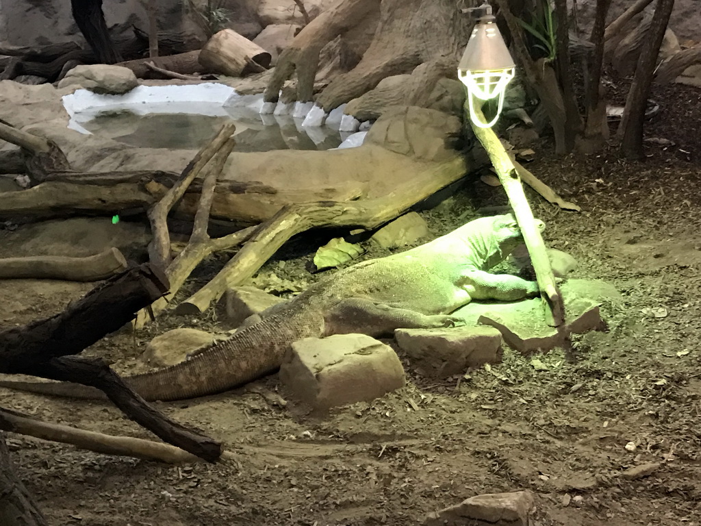 Komodo Dragon in the Reptile House at the Antwerp Zoo