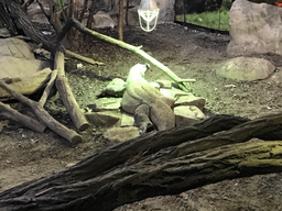 Komodo Dragon in the Reptile House at the Antwerp Zoo
