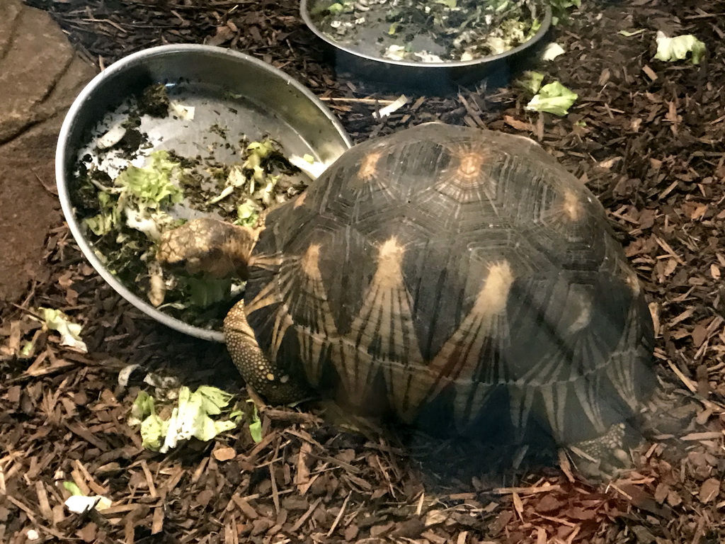 Radiated Tortoise in the Reptile House at the Antwerp Zoo