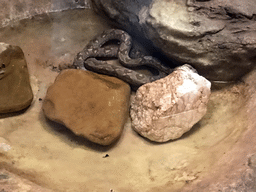 Madagascar Tree Boa in the Reptile House at the Antwerp Zoo