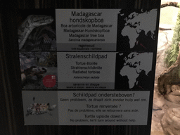 Explanation on the Madagascar Tree Boa and Radiated Tortoise in the Reptile House at the Antwerp Zoo