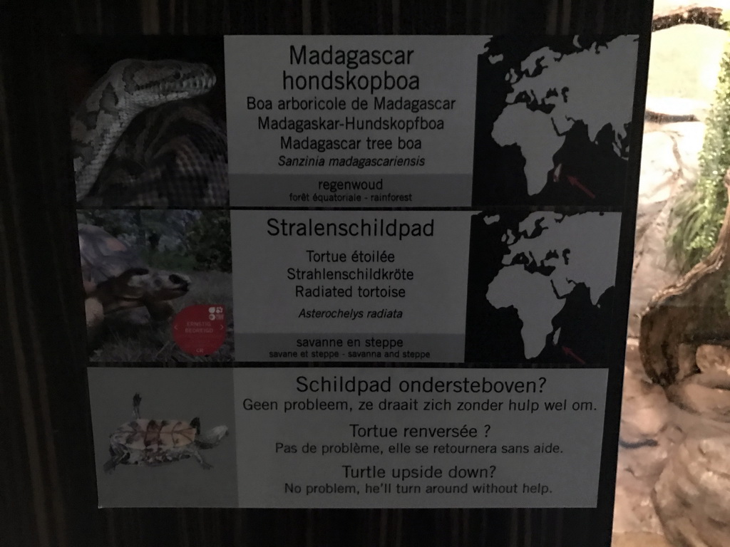 Explanation on the Madagascar Tree Boa and Radiated Tortoise in the Reptile House at the Antwerp Zoo