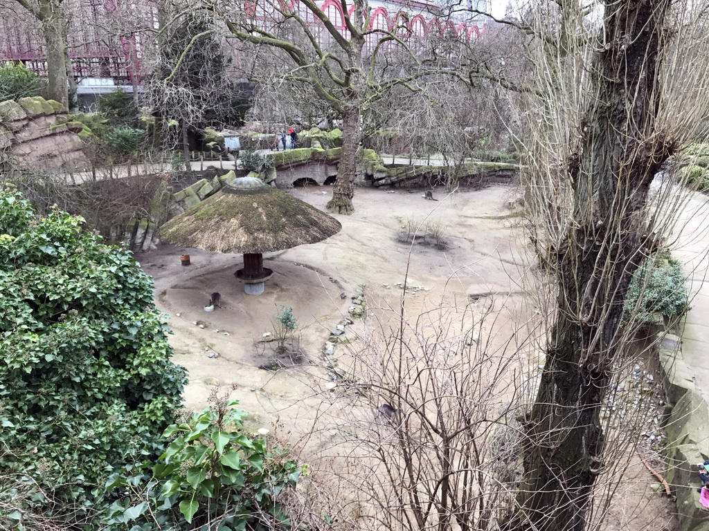 Eastern Grey Kangaroos being fed at the Antwerp Zoo, viewed from the front of the Reptile House