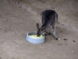 Eastern Grey Kangaroo being fed at the Antwerp Zoo, viewed from the front of the Reptile House