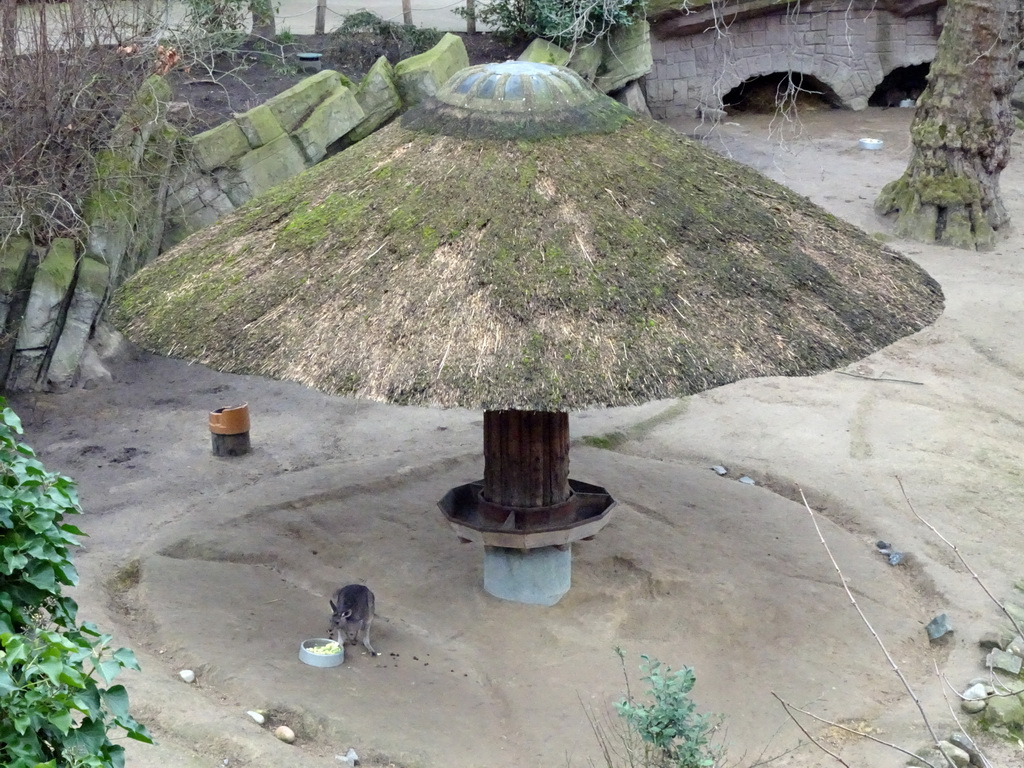 Eastern Grey Kangaroo being fed at the Antwerp Zoo, viewed from the front of the Reptile House