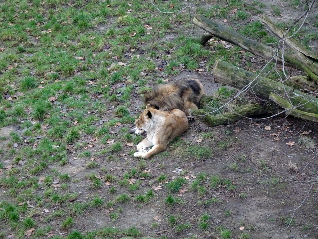 Lions at the Antwerp Zoo, viewed from the bridge at the southwest side