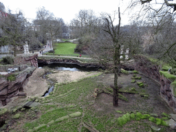 Lions at the Antwerp Zoo, viewed from the bridge at the southwest side