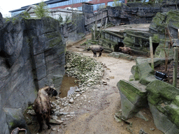 Takins at the Antwerp Zoo