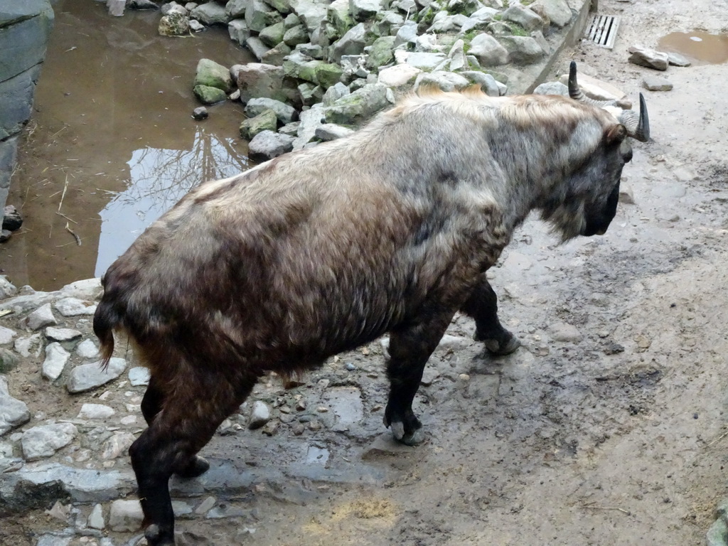 Takins at the Antwerp Zoo