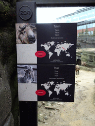 Explanation on the Takin and Thar at the Antwerp Zoo