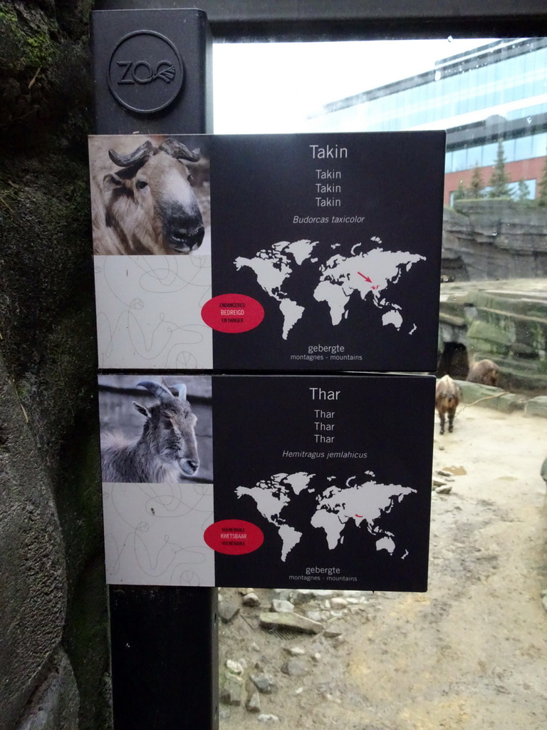 Explanation on the Takin and Thar at the Antwerp Zoo