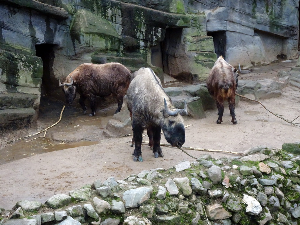 Takins at the Antwerp Zoo