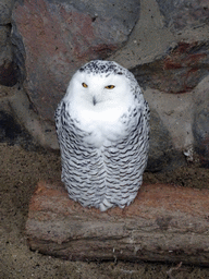 Snowy Owl at the Antwerp Zoo