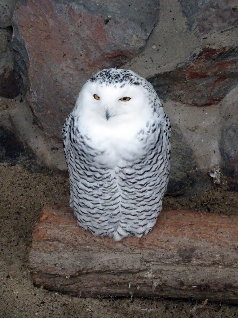 Snowy Owl at the Antwerp Zoo