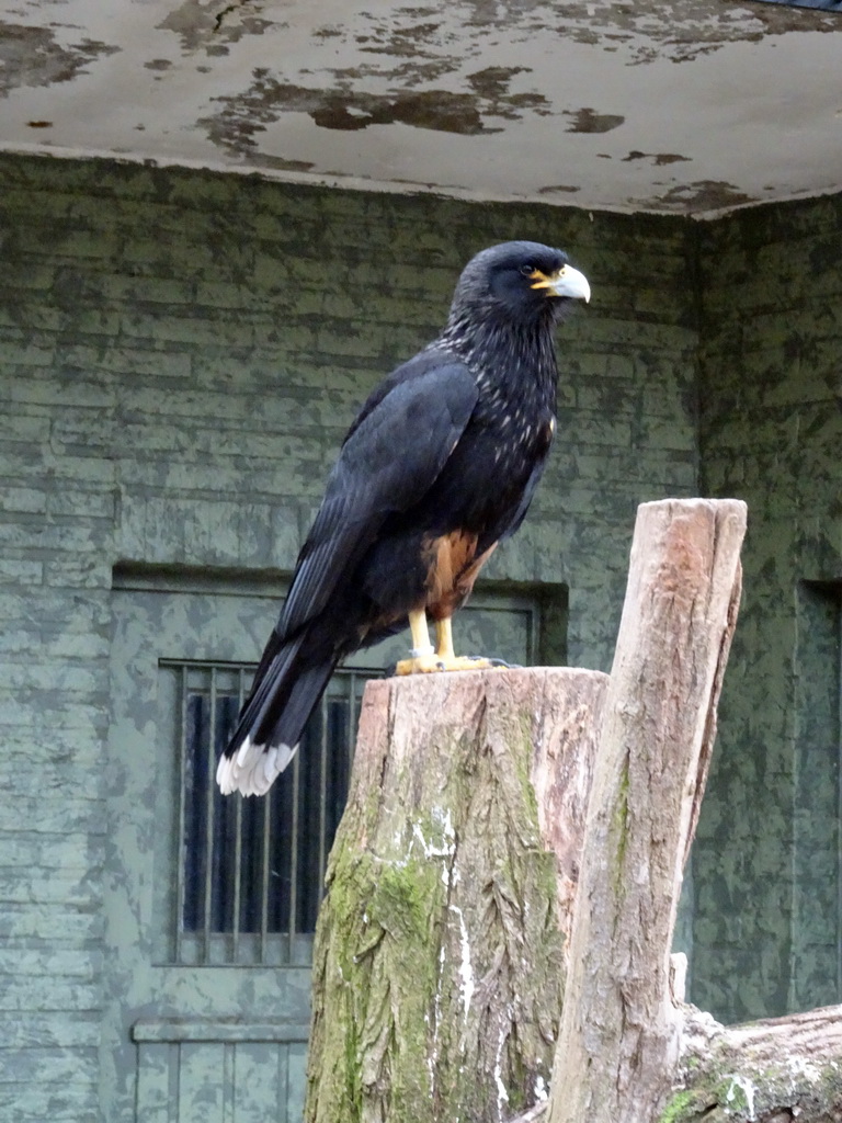 Striated Caracara at the Antwerp Zoo