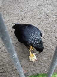 Striated Caracara being fed at the Antwerp Zoo