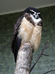 Bird at the Antwerp Zoo