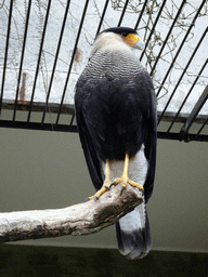 Crested Caracara at the Antwerp Zoo
