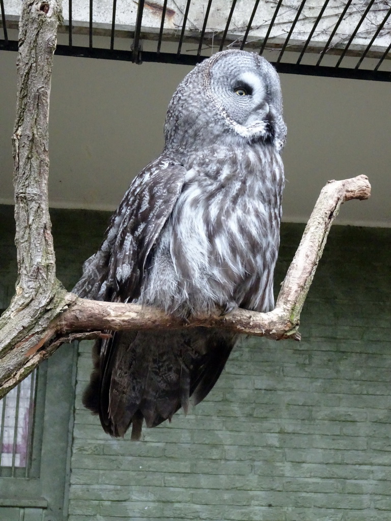 Great Grey Owl at the Antwerp Zoo