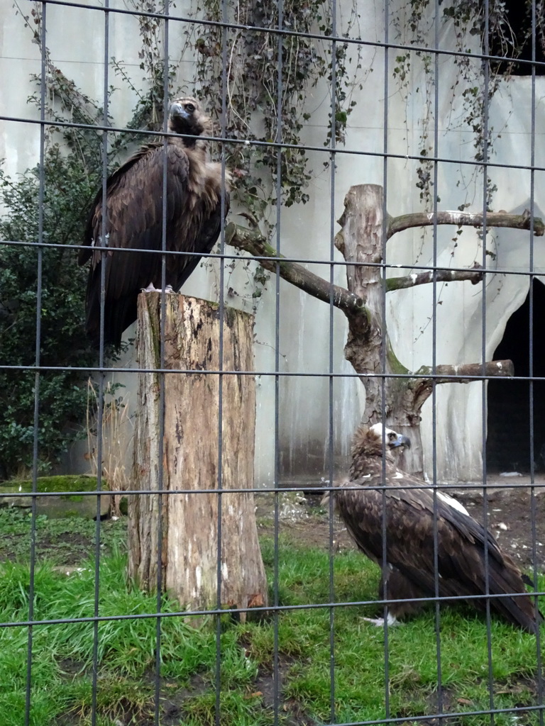 Black Vultures at the Antwerp Zoo