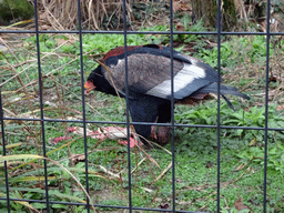 Bateleur Eagle being fed at the Antwerp Zoo