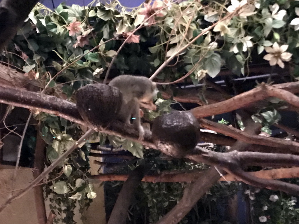 Northern Dry Zone Slender Loris at the Nocturama at the Antwerp Zoo