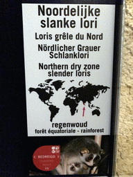 Explanation on the Northern Dry Zone Slender Loris at the Nocturama at the Antwerp Zoo